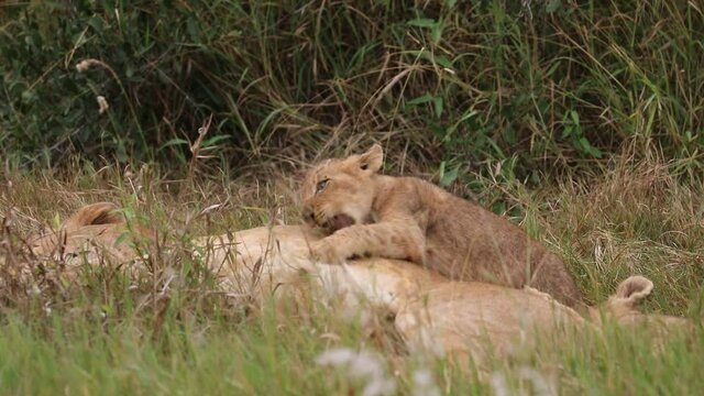 lion cub in the grass