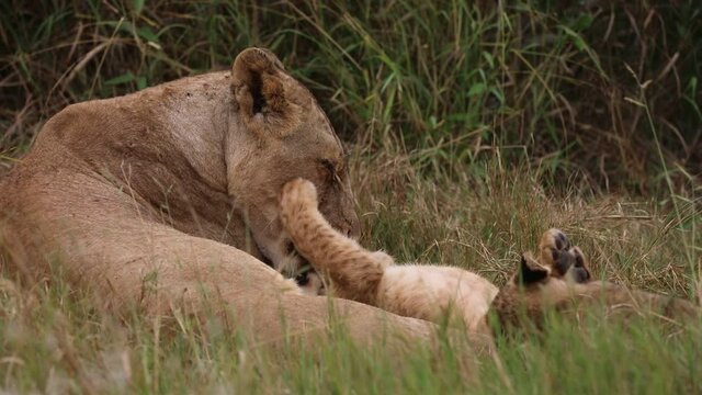 lion cub and lioness