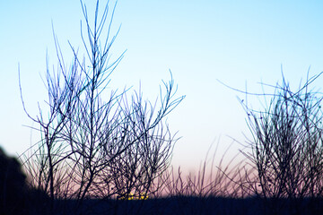 Sunset landscape with tree branches in silhouettes