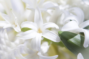 Fototapeta na wymiar White hyacinth in full spring bloom