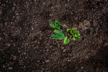 Young leaves sprouting out of the brown soil (earth, ground, dirt) in early spring.  New sprouts of urban garden plant in springtime. Spring background with fresh green seedling and copy space