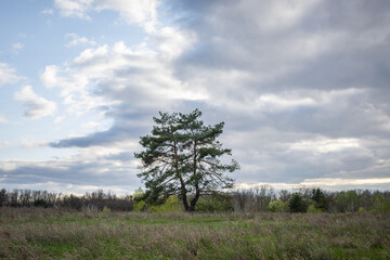 Fototapeta na wymiar Lone pine tree in the steppe 
