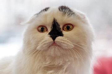 Fototapeta premium Portrait of Scottish Fold domestic cat