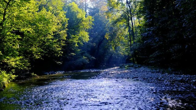 beautiful river in the green forest 