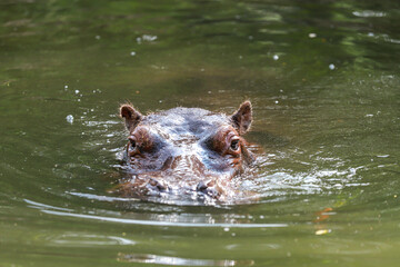 hippopotamus in water