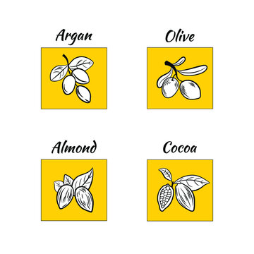 Vector set of different oil icons, argan, almond, olive and cocoa, plants, colorful yellow backgrounds.
