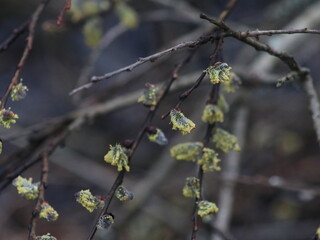 A flower hanging from a tree
