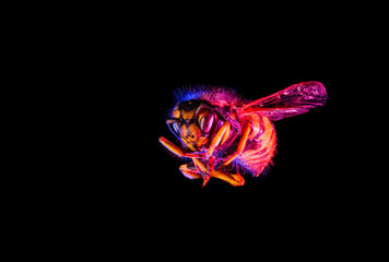 Close up of colorful wasp in blue and red light isolated on black background