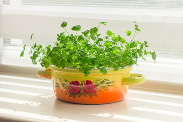 Cilantro greenery growing in cooking pot. Homegrown cilantro on the windowsill. Coriander green leaves 