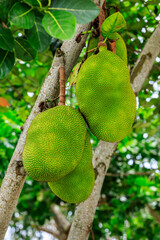 Delicious jackfruit fruit grows on the tree.
