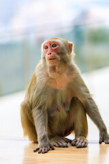 Naklejka premium Close up portrait of a cute monkey.