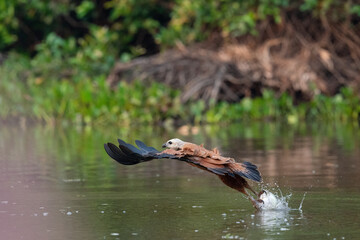 Black-collared Hawk (Busarellus nigricollis)