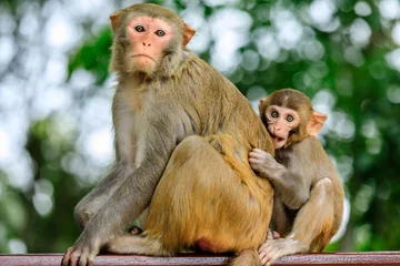 Zelfklevend Fotobehang Cute little monkey by mother's side. © ABCDstock