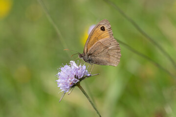 Meadow brown freeing nectar in a flower