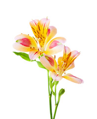 Two flowers of Alstroemeria isolated on white background. Selective focus.