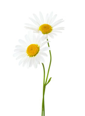 Two flowers of Chamomile ( Ox-Eye Daisy ) isolated on a white background. - obrazy, fototapety, plakaty