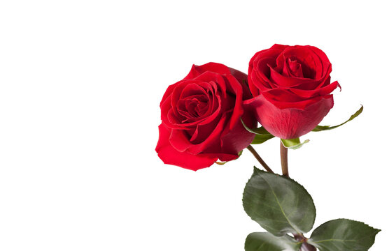 Two  red Roses isolated on white background.