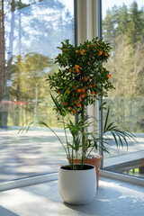 The room has large windows with a pot placed and a decorative orange tree, which has a lot of small orange fruits, between the green leaf and the sun shines on them.