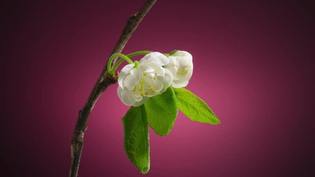 Plum Tree Branch with Blooming Flowers Buds on a Purple Background Time Lapse. Plum Blossom in Spring Background 4K UHD.