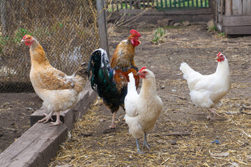White chickens and a beautiful multi-colored rooster with colorful plumage on the farm Village life rural lifestyle
