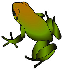 Green tree frog. Small tropical frog. Dart frog. 