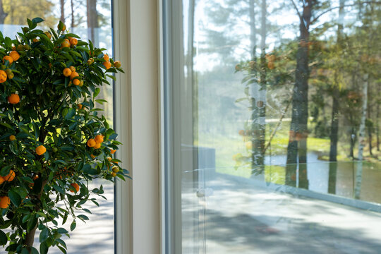 The room has large windows with a decorative orange tree, which has a lot of small orange fruits, between the green leaf and the sun shines on them.