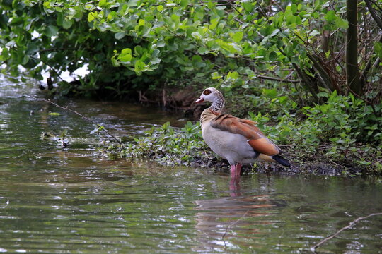 Nilgans im Wasser