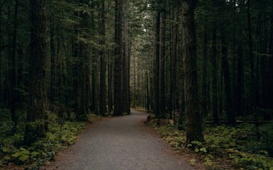 Obraz premium path in the woods