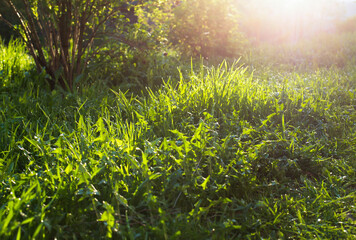 grass and sun in the morning 