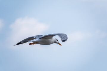 Sea gull in the clear blue sky.
