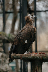 Obraz premium proud vulture in profile. zoo cage. High quality photo