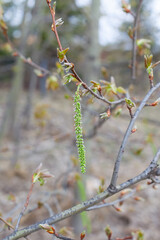 Exploding bud in time. Time of spring. First spring buds on a branch.The first spring leaves