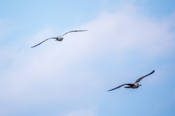 Two Sea gulls in the clear blue sky.