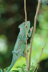 Veiled Chameleon on plant against green background, Veiled chameleon (Chamaeleo calyptratus) resting on a branch in its habitat
