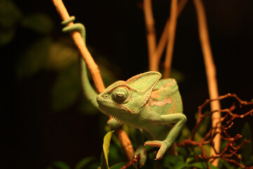 Veiled Chameleon on plant against green background, Veiled chameleon (Chamaeleo calyptratus) resting on a branch in its habitat
