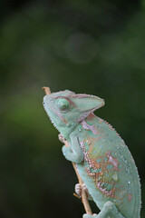Obraz premium Veiled Chameleon on plant against green background, Veiled chameleon (Chamaeleo calyptratus) resting on a branch in its habitat 