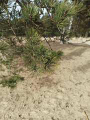 Pine branch on a sandy beach close up