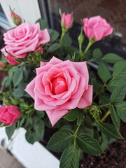 Roses planted in a pot on a windowsill.