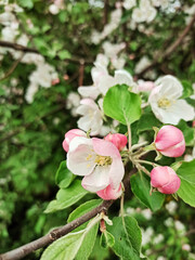 Obraz premium Blooming apple tree in spring. Rose flowers and buds.