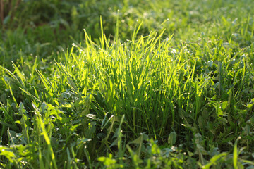 green grass with dew drops in the morning