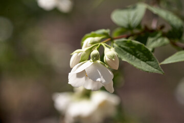 Close up of jasmine flowers on branche in the garden
