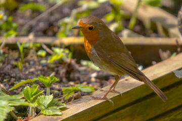 A European Robin (Erithacus rubecula)