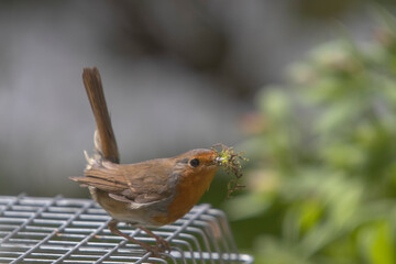 A European Robin (Erithacus rubecula)