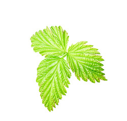 green raspberry leaf isolated on white background. young leaf cut out