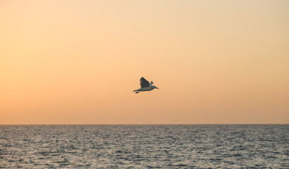 BIRD OVER OCEAN SEA SUNSET