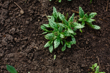 Young Lungwort or Pulmonaria in early spring. Medicinal and decorative plant growing in dark soil.  Spring background with green sprouts and copy space