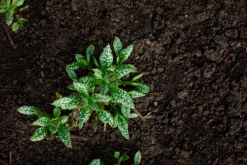 Young Lungwort or Pulmonaria in early spring. Medicinal and decorative plant growing in dark soil. Springtime background with copy space.