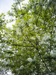 Fototapeta premium Bird cherry flowers close-up. Delicate spring concept.
