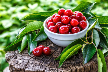 Fresh sour cherries in a wooden bowl and green leaves on the board. Fresh ripe sour cherries.Cherries in a dish closeup.Food background.