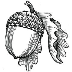 Acorn isolated sketch drawing on white. Vintage illustration with retro style like engraving. Design element for invitation, pattern, cards and poster. © yanushkov